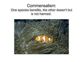 Commensalism: One species benefits, the other doesn't but is not harmed .   