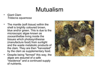 Mutualism Giant Clam Tridacna squamosa The mantle (soft tissue) within the shell is brightly coloured brown, blue and/or green. This is due to the microscopic algae known as zooxanthellae living inside the tissues which photosynthesise (manufacture food) from sunlight and the waste metabolic products of the clam. They are then "harvested" by the clam as supplementary food.  Despite being "farmed" this way, the algae are assured of a safe "residence" and a continued supply of nutrients. 