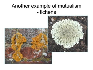 Another example of mutualism - lichens 