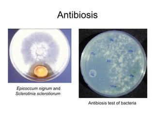 Antibiosis Epicoccum nigrum  and  Sclerotinia sclerotiorum   Antibiosis test of bacteria  