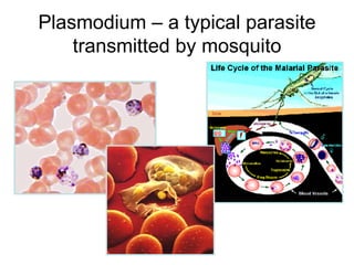 Plasmodium – a typical parasite transmitted by mosquito 