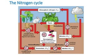 Comprehensive Overview of Carbon and Nitrogen Cycles in Ecosystems | PDF
