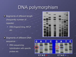 DNA polymorphism Segments of different length (frequently number of repeats) DNA-fingerprinting, RFLP etc. Segments of different DNA sequence  DNA sequencing, hybridization with specific probes etc. C T A C  G  … C T A C  A  … 