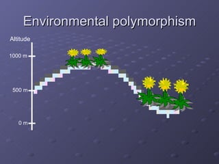 Environmental polymorphism 1000 m 500 m 0 m Altitude 