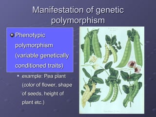 Manifestation of genetic polymorphism Phenotypic polymorphism (variable genetically conditioned traits) example: Pea plant (color of flower, shape of seeds, height of plant etc.) 
