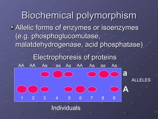 Biochemical polymorphism Allelic forms of enzymes or i soenzymes (e.g. phosphoglucomutase, malatdehydrogenase, acid phosphatase) Electrophoresis of proteins Individuals 1 2 3 4 5 6 7 8 9 a A AA AA Aa aa Aa AA Aa aa Aa ALLELES 
