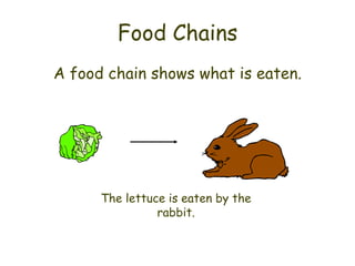 Food Chains
A food chain shows what is eaten.




      The lettuce is eaten by the
                rabbit.
 