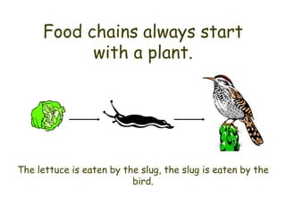 Food chains always start
           with a plant.




The lettuce is eaten by the slug, the slug is eaten by the
                          bird.
 