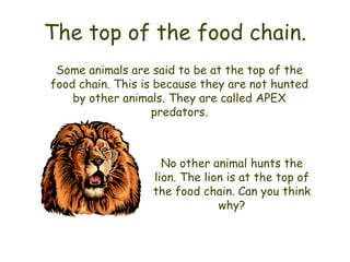 The top of the food chain.
 Some animals are said to be at the top of the
food chain. This is because they are not hunted
    by other animals. They are called APEX
                   predators.



                    No other animal hunts the
                  lion. The lion is at the top of
                  the food chain. Can you think
                               why?
 