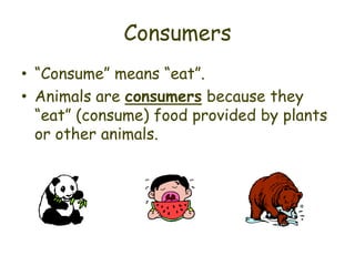 Consumers
• “Consume” means “eat”.
• Animals are consumers because they
  “eat” (consume) food provided by plants
  or other animals.
 