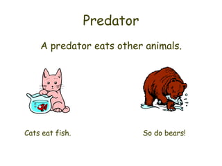 Predator
    A predator eats other animals.




Cats eat fish.              So do bears!
 