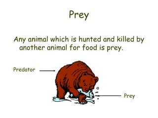 Prey

Any animal which is hunted and killed by
 another animal for food is prey.


Predator




                                 Prey
 