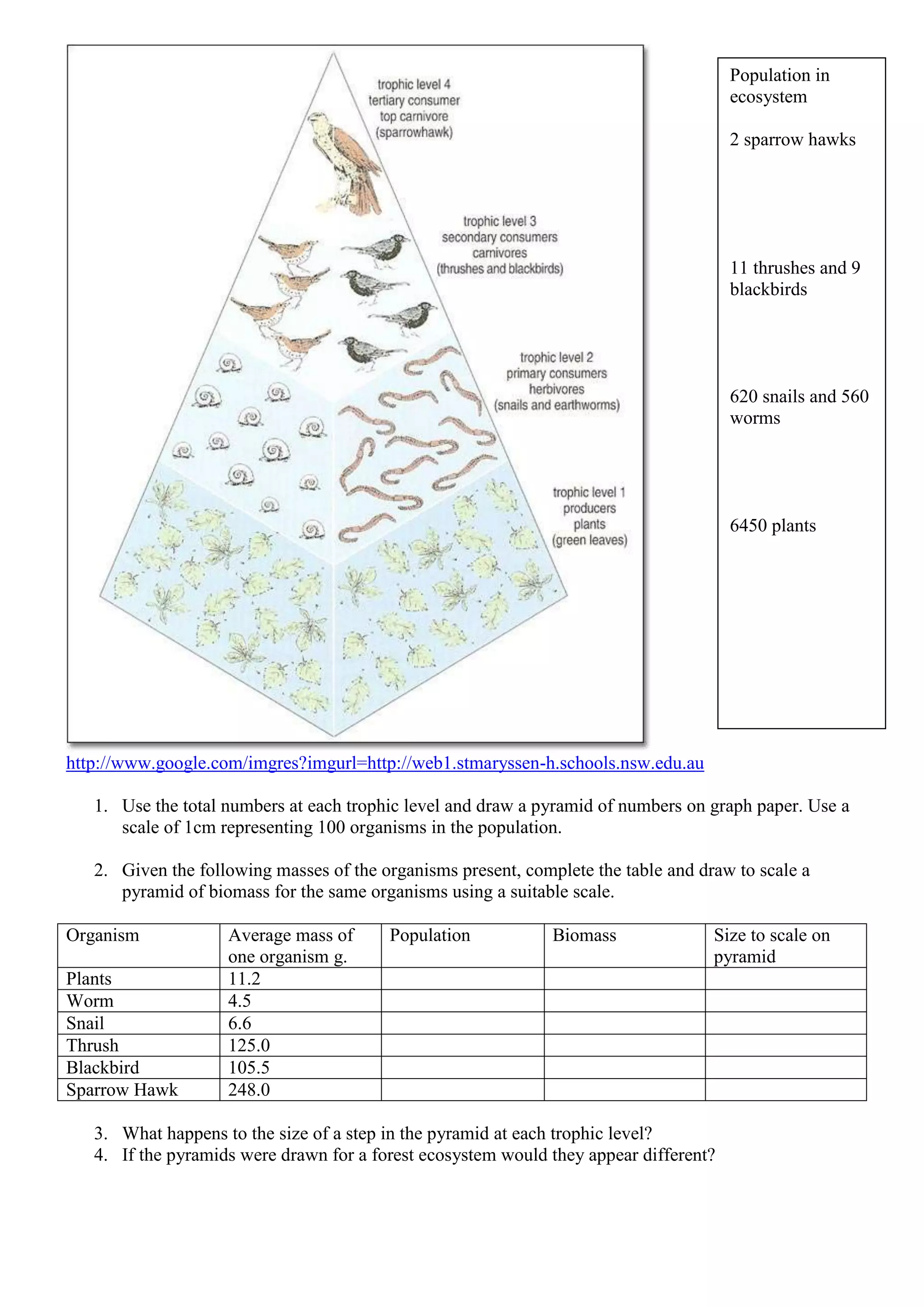 http://www.google.com/imgres?imgurl=http://web1.stmaryssen-h.schools.nsw.edu.au
1. Use the total numbers at each trophic level and draw a pyramid of numbers on graph paper. Use a
scale of 1cm representing 100 organisms in the population.
2. Given the following masses of the organisms present, complete the table and draw to scale a
pyramid of biomass for the same organisms using a suitable scale.
Organism Average mass of
one organism g.
Population Biomass Size to scale on
pyramid
Plants 11.2
Worm 4.5
Snail 6.6
Thrush 125.0
Blackbird 105.5
Sparrow Hawk 248.0
3. What happens to the size of a step in the pyramid at each trophic level?
4. If the pyramids were drawn for a forest ecosystem would they appear different?
Population in
ecosystem
2 sparrow hawks
11 thrushes and 9
blackbirds
620 snails and 560
worms
6450 plants
 