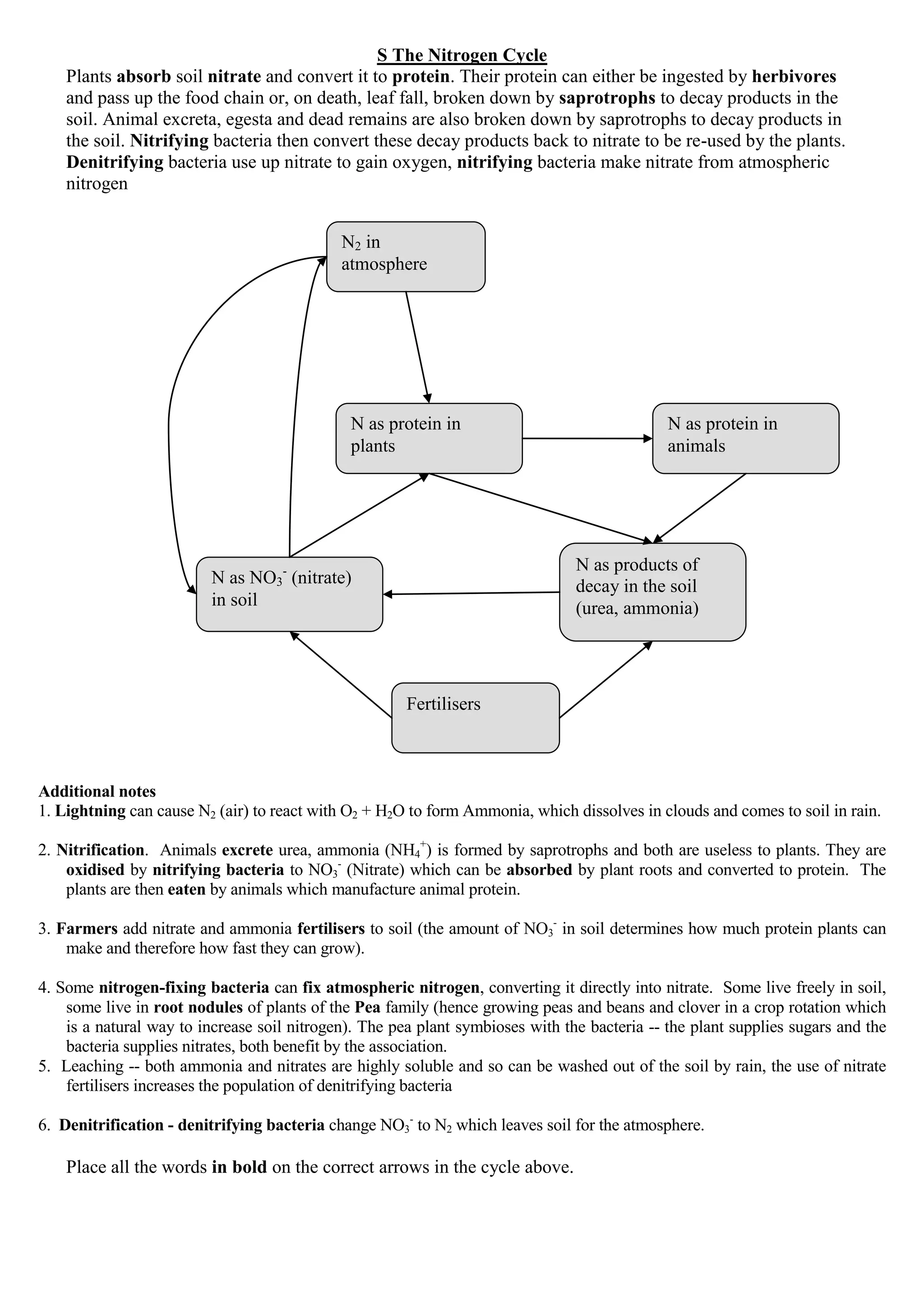 S The Nitrogen Cycle
Plants absorb soil nitrate and convert it to protein. Their protein can either be ingested by herbivores
and pass up the food chain or, on death, leaf fall, broken down by saprotrophs to decay products in the
soil. Animal excreta, egesta and dead remains are also broken down by saprotrophs to decay products in
the soil. Nitrifying bacteria then convert these decay products back to nitrate to be re-used by the plants.
Denitrifying bacteria use up nitrate to gain oxygen, nitrifying bacteria make nitrate from atmospheric
nitrogen
Additional notes
1. Lightning can cause N2 (air) to react with O2 + H2O to form Ammonia, which dissolves in clouds and comes to soil in rain.
2. Nitrification. Animals excrete urea, ammonia (NH4
+
) is formed by saprotrophs and both are useless to plants. They are
oxidised by nitrifying bacteria to NO3
-
(Nitrate) which can be absorbed by plant roots and converted to protein. The
plants are then eaten by animals which manufacture animal protein.
3. Farmers add nitrate and ammonia fertilisers to soil (the amount of NO3
-
in soil determines how much protein plants can
make and therefore how fast they can grow).
4. Some nitrogen-fixing bacteria can fix atmospheric nitrogen, converting it directly into nitrate. Some live freely in soil,
some live in root nodules of plants of the Pea family (hence growing peas and beans and clover in a crop rotation which
is a natural way to increase soil nitrogen). The pea plant symbioses with the bacteria -- the plant supplies sugars and the
bacteria supplies nitrates, both benefit by the association.
5. Leaching -- both ammonia and nitrates are highly soluble and so can be washed out of the soil by rain, the use of nitrate
fertilisers increases the population of denitrifying bacteria
6. Denitrification - denitrifying bacteria change NO3
-
to N2 which leaves soil for the atmosphere.
Place all the words in bold on the correct arrows in the cycle above.
N as products of
decay in the soil
(urea, ammonia)
N2 in
atmosphere
N as protein in
animals
N as protein in
plants
N as NO3
-
(nitrate)
in soil
Fertilisers
 