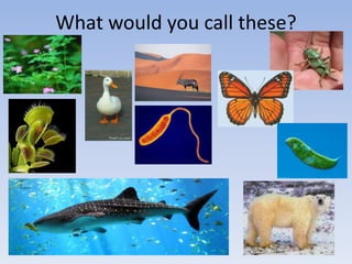 What would you call these?
 