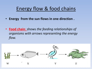 Energy flow & food chains
• Energy from the sun flows in one direction .
• Food chain: shows the feeding relationships of
organisms with arrows representing the energy
flow.
 
