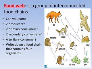 Food web: is a group of interconnected
food chains.
• Can you name:
• 2 producers?
• 2 primary consumers?
• 2 secondary consumers?
• A tertiary consumer?
• Write down a food chain
that contains four
organisms.
 