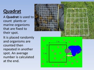Quadrat
A Quadrat is used to
count plants or
marine organisms
that are fixed to
their spot.
It is placed randomly
and organisms are
counted then
repeated in another
spot. An average
number is calculated
at the end.
 