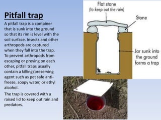 Pitfall trap
A pitfall trap is a container
that is sunk into the ground
so that its rim is level with the
soil surface. Insects and other
arthropods are captured
when they fall into the trap.
To prevent arthropods from
escaping or preying on each
other, pitfall traps usually
contain a killing/preserving
agent such as pet safe anti-
freeze, soapy water, or ethyl
alcohol.
The trap is covered with a
raised lid to keep out rain and
predators.
 