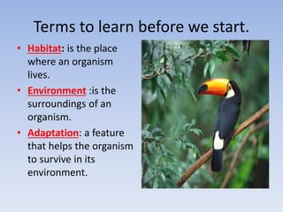 Terms to learn before we start.
• Habitat: is the place
where an organism
lives.
• Environment :is the
surroundings of an
organism.
• Adaptation: a feature
that helps the organism
to survive in its
environment.
 
