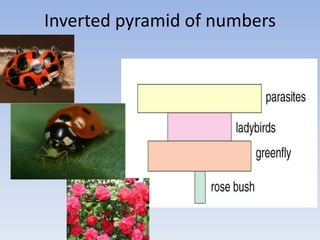 Inverted pyramid of numbers
 