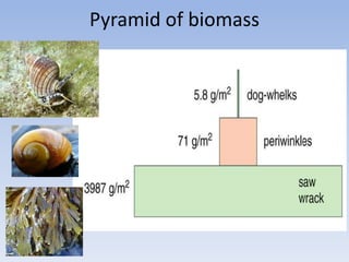 Pyramid of biomass
 