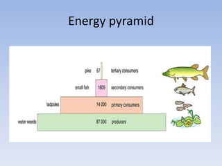 Energy pyramid
 