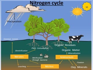 Nitrogen cycle
10
 