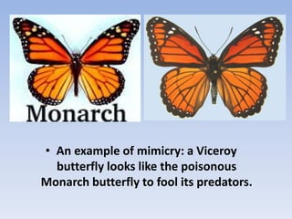 • An example of mimicry: a Viceroy
butterfly looks like the poisonous
Monarch butterfly to fool its predators.
 
