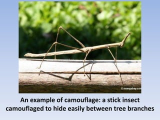 An example of camouflage: a stick insect
camouflaged to hide easily between tree branches
 