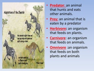 • Predator: an animal
that hunts and eats
other animals.
• Prey: an animal that is
eaten by a predator
• Herbivore: an organism
that feeds on plants.
• Carnivore: an organism
that feeds on animals.
• Omnivore :an organism
that feeds on both
plants and animals
 