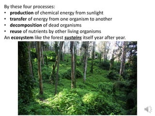 By these four processes:
• production of chemical energy from sunlight
• transfer of energy from one organism to another
• decomposition of dead organisms
• reuse of nutrients by other living organisms
An ecosystem like the forest sustains itself year after year.
 