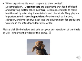 • When organisms die what happens to their bodies?
Decomposition. Decomposers are organisms that feed off dead
and decaying matter called detritus. Decomposers help to make
healthy soil by returning the nutrients and chemicals. They play an
important role in recycling nutrients/matter such as Carbon,
Nitrogen, and Phosphorus back into the environment for producers
to reuse in the interdependent cycle of life.
Please click Simba below and belt out your best rendition of the Circle
of Life. Kinda want a video of this on GC! 
 