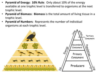 • Pyramid of Energy: 10% Rule: Only about 10% of the energy
available at one trophic level is transferred to organisms at the next
trophic level.
• Pyramid of Biomass: Biomass is the total amount of living tissue in a
trophic level.
• Pyramid of Numbers: Represents the number of individual
organisms at each trophic level.
 