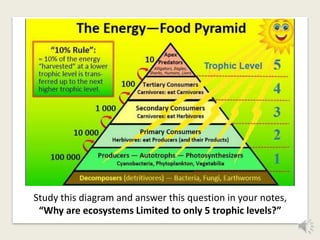 Study this diagram and answer this question in your notes,
“Why are ecosystems Limited to only 5 trophic levels?”
 
