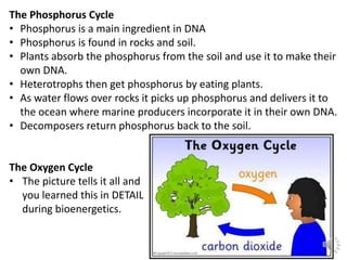 The Phosphorus Cycle
• Phosphorus is a main ingredient in DNA
• Phosphorus is found in rocks and soil.
• Plants absorb the phosphorus from the soil and use it to make their
own DNA.
• Heterotrophs then get phosphorus by eating plants.
• As water flows over rocks it picks up phosphorus and delivers it to
the ocean where marine producers incorporate it in their own DNA.
• Decomposers return phosphorus back to the soil.
The Oxygen Cycle
• The picture tells it all and
you learned this in DETAIL
during bioenergetics.
 