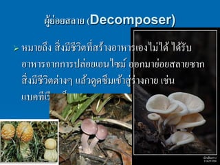 ผู้ย่อยสลาย (Decomposer)

   หมายถึง สิ่ งมีชีวตที่สร้างอาหารเองไม่ได้ ได้รับ
                      ิ
    อาหารจากการปล่อยเอนไซม์ ออกมาย่อยสลายซาก
    สิ่ งมีชีวตต่างๆ แล้วดูดซึมเข้าสู่ ร่างกาย เช่น
              ิ
    แบคทีเรี ย เห็ด รา
 