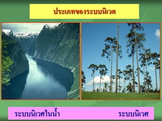 ประเภทของระบบนิเวศ




ระบบนิเวศในน้ า                  ระบบนิเวศ
 