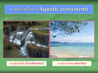 ระบบนิเวศในนา (Aquatic ecosystem)
                ้
   แบ่งเป็ น 2 ระบบ คือ




    ระบบนิเวศนาจืด (Freshwater)
              ้                   ระบบนิเวศนาเค็ม (marine)
                                            ้
 