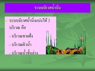 ระบบนิเวศนานิ่ง
                              ้

   ระบบนิเวศน้ านิ่งแบ่งได้ 3
    บริ เวณ คือ
    - บริ เวณชายฝั่ง

    - บริ เวณผิวน้ า

    - บริ เวณน้ าชั้นล่าง
 