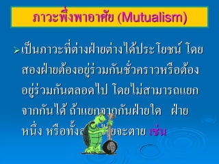 ภาวะพึ่งพาอาศัย (Mutualism)
   เป็ นภาวะที่ต่างฝ่ ายต่างได้ประโยชน์ โดย
    สองฝ่ ายต้องอยูร่วมกันชัวคราวหรื อต้อง
                    ่         ่
    อยูร่วมกันตลอดไป โดยไม่สามารถแยก
        ่
    จากกันได้ ถ้าแยกจากกันฝ่ ายใด ฝ่ าย
    หนึ่ง หรื อทั้งสองฝ่ ายจะตาย เช่น
 