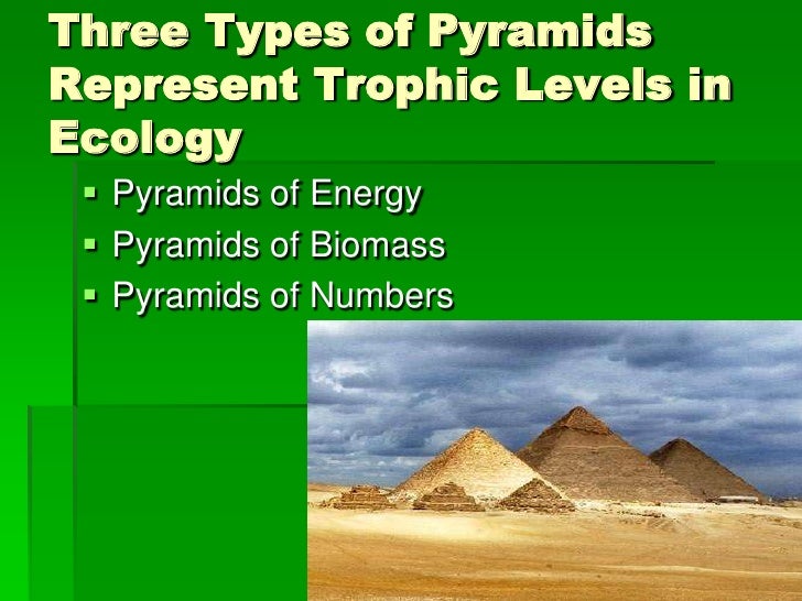 What are the three ecological pyramids?