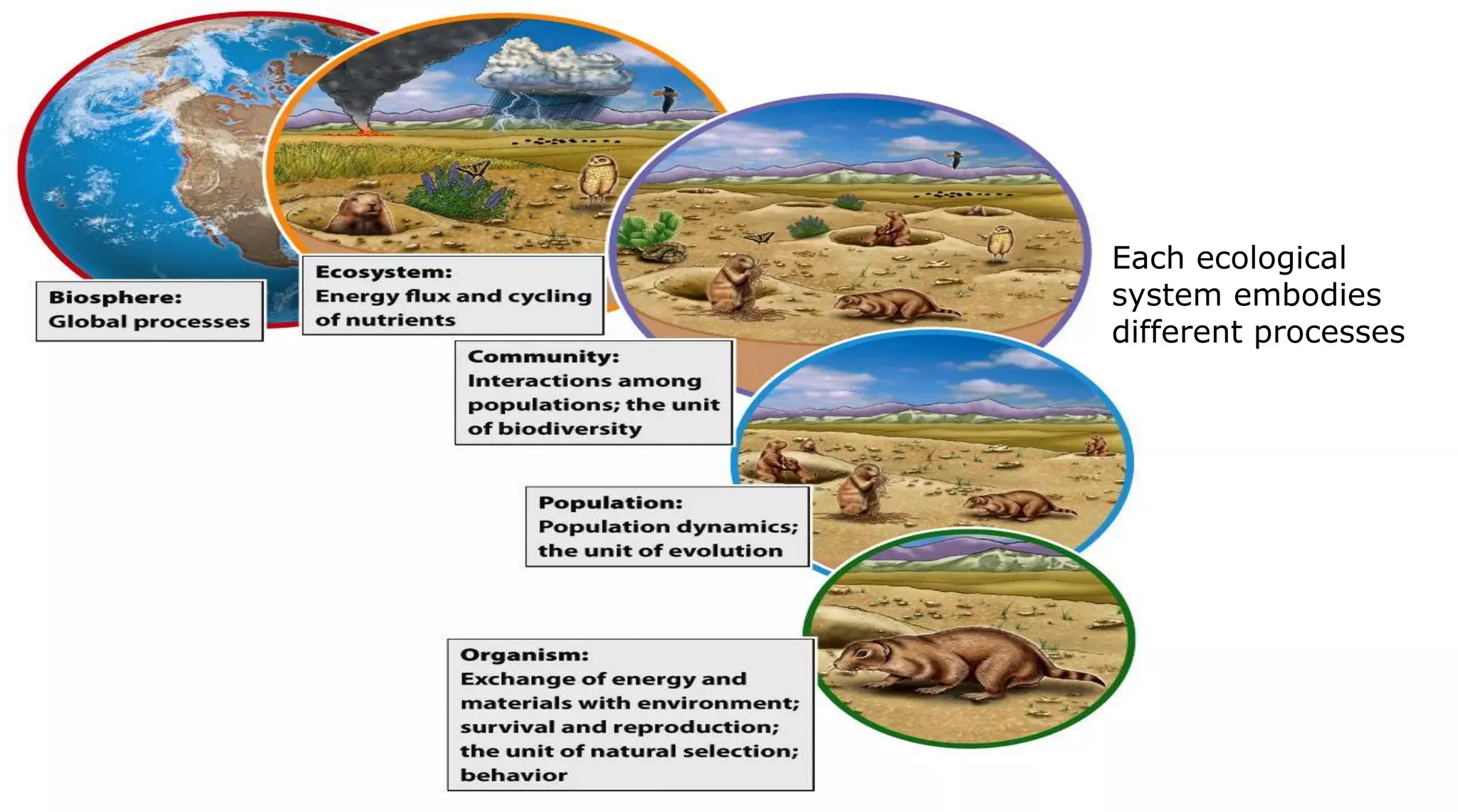 Ecology 407 Organism and their Interaction with their environment | PPTX
