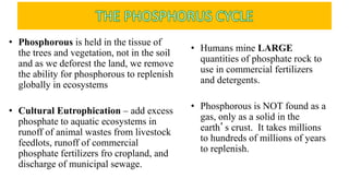 • Phosphorous is held in the tissue of
the trees and vegetation, not in the soil
and as we deforest the land, we remove
the ability for phosphorous to replenish
globally in ecosystems
• Cultural Eutrophication – add excess
phosphate to aquatic ecosystems in
runoff of animal wastes from livestock
feedlots, runoff of commercial
phosphate fertilizers fro cropland, and
discharge of municipal sewage.
• Humans mine LARGE
quantities of phosphate rock to
use in commercial fertilizers
and detergents.
• Phosphorous is NOT found as a
gas, only as a solid in the
earth’s crust. It takes millions
to hundreds of millions of years
to replenish.
 