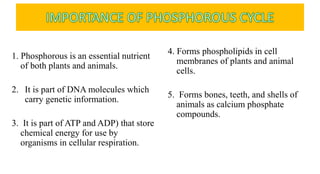 1. Phosphorous is an essential nutrient
of both plants and animals.
2. It is part of DNA molecules which
carry genetic information.
3. It is part of ATP and ADP) that store
chemical energy for use by
organisms in cellular respiration.
4. Forms phospholipids in cell
membranes of plants and animal
cells.
5. Forms bones, teeth, and shells of
animals as calcium phosphate
compounds.
 