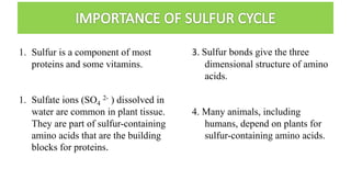 1. Sulfur is a component of most
proteins and some vitamins.
1. Sulfate ions (SO4
2- ) dissolved in
water are common in plant tissue.
They are part of sulfur-containing
amino acids that are the building
blocks for proteins.
3. Sulfur bonds give the three
dimensional structure of amino
acids.
4. Many animals, including
humans, depend on plants for
sulfur-containing amino acids.
 