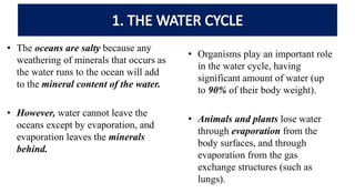 • The oceans are salty because any
weathering of minerals that occurs as
the water runs to the ocean will add
to the mineral content of the water.
• However, water cannot leave the
oceans except by evaporation, and
evaporation leaves the minerals
behind.
• Organisms play an important role
in the water cycle, having
significant amount of water (up
to 90% of their body weight).
• Animals and plants lose water
through evaporation from the
body surfaces, and through
evaporation from the gas
exchange structures (such as
lungs).
 