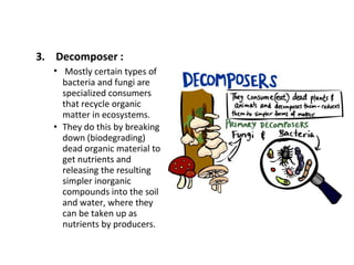 3. Decomposer :
• Mostly certain types of
bacteria and fungi are
specialized consumers
that recycle organic
matter in ecosystems.
• They do this by breaking
down (biodegrading)
dead organic material to
get nutrients and
releasing the resulting
simpler inorganic
compounds into the soil
and water, where they
can be taken up as
nutrients by producers.
 
