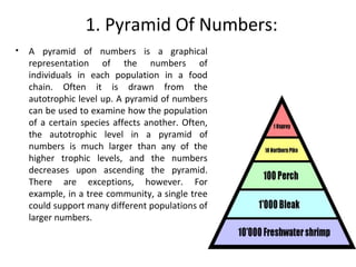 1. Pyramid Of Numbers:
• A pyramid of numbers is a graphical
representation of the numbers of
individuals in each population in a food
chain. Often it is drawn from the
autotrophic level up. A pyramid of numbers
can be used to examine how the population
of a certain species affects another. Often,
the autotrophic level in a pyramid of
numbers is much larger than any of the
higher trophic levels, and the numbers
decreases upon ascending the pyramid.
There are exceptions, however. For
example, in a tree community, a single tree
could support many different populations of
larger numbers.
 