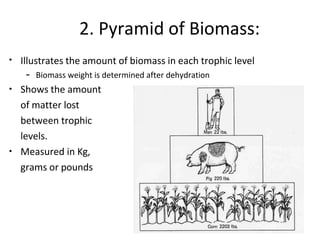 2. Pyramid of Biomass:
• Illustrates the amount of biomass in each trophic level
– Biomass weight is determined after dehydration
• Shows the amount
of matter lost
between trophic
levels.
• Measured in Kg,
grams or pounds
 